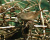 bf_birdhousewren2.jpg